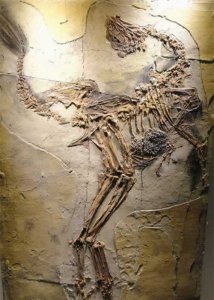 ​中国第一只克隆恐龙 ，它可能是恐龙DNA，克隆恐龙不再是梦？