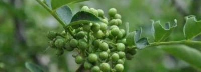 ​鲜花椒怎么保存不变色又保鲜,鲜花椒怎么保存不变色又保鲜