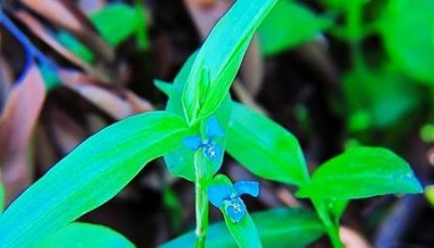 ​农村最常见的野菜都有哪些(农村常见的二十五种野菜)