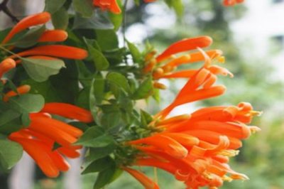 ​凌霄花和木棉花的区别