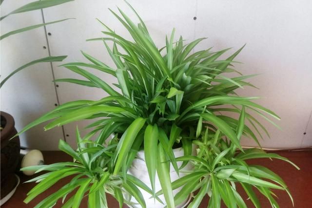 吊兰怎么养,全绿吊兰怎么养?图2