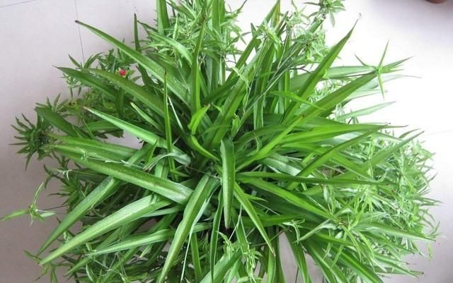 吊兰怎么养,全绿吊兰怎么养?图3