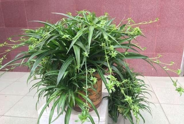 吊兰怎么养,全绿吊兰怎么养?图1