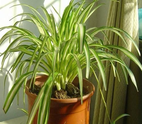 吊兰怎么养才能更旺盛