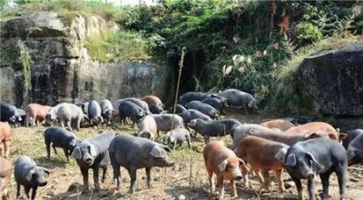 ​黑猪的养殖技术(种猪饲养技术和管理)