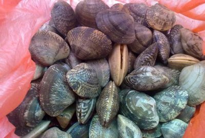 ​贝壳属于什么类,贝壳的天敌是什么动物