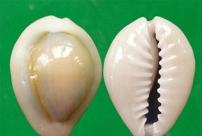 贝壳是生物吗为什么