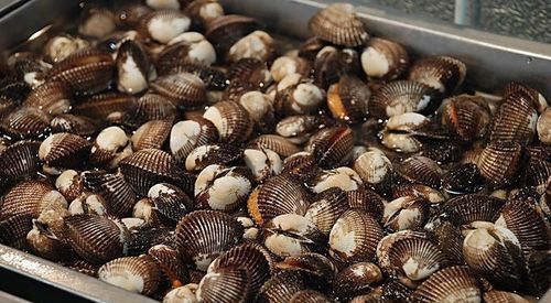 贝壳属于什么类型垃圾