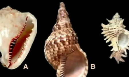 贝壳属于什么类,贝壳的天敌是什么动物图4