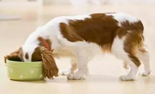 怎样挑选狗粮才正确（为你爱犬挑选狗粮时）(8)