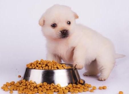 怎样挑选狗粮才正确（为你爱犬挑选狗粮时）(7)