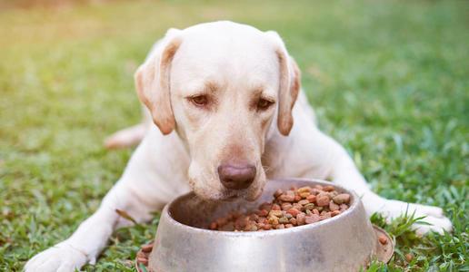 怎样挑选狗粮才正确（为你爱犬挑选狗粮时）(5)