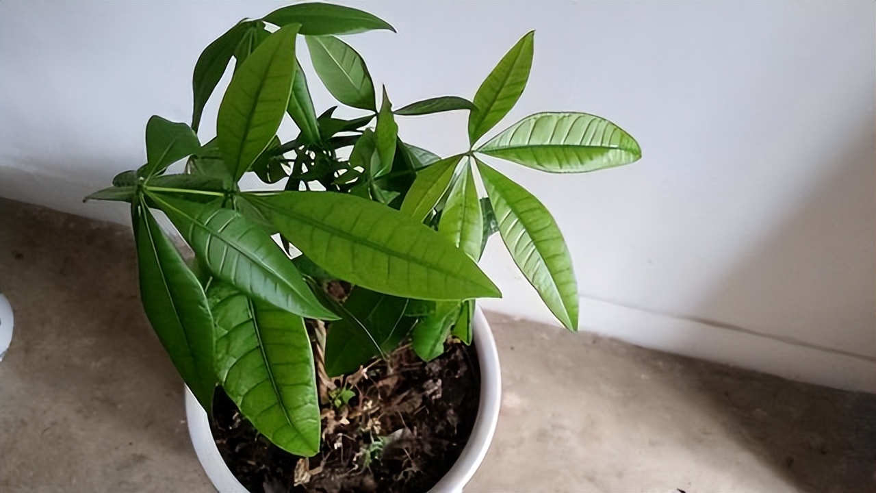 发财树怎么育苗（详解发财树的种植小技巧）