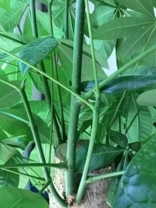 ​发财树怎么育苗（详解发财树的种植小技巧）