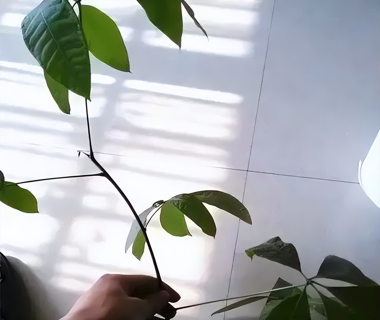 发财树怎么育苗（详解发财树的种植小技巧）