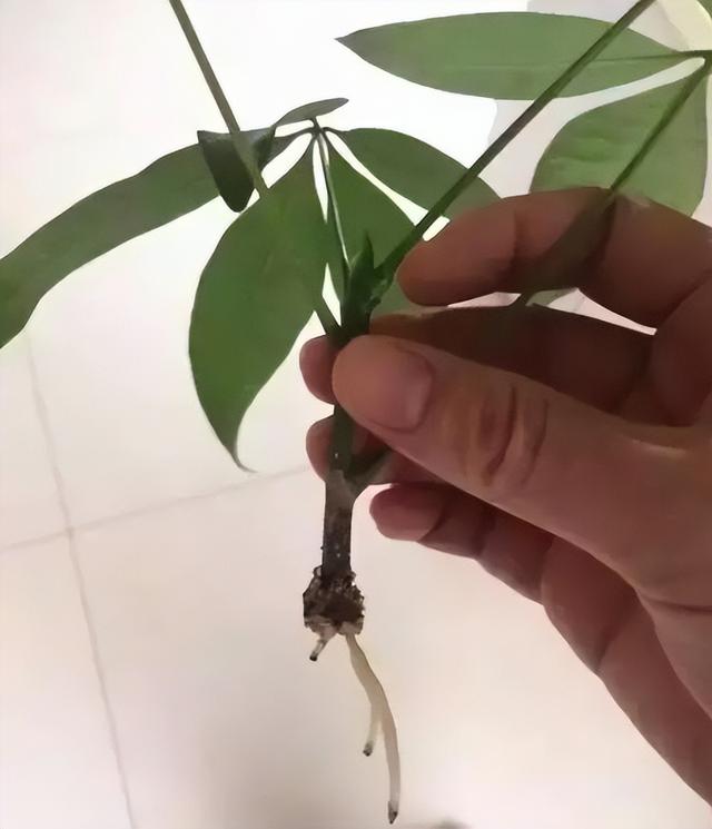 发财树怎么育苗（详解发财树的种植小技巧）