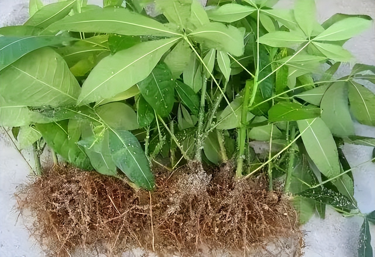 发财树怎么育苗（详解发财树的种植小技巧）