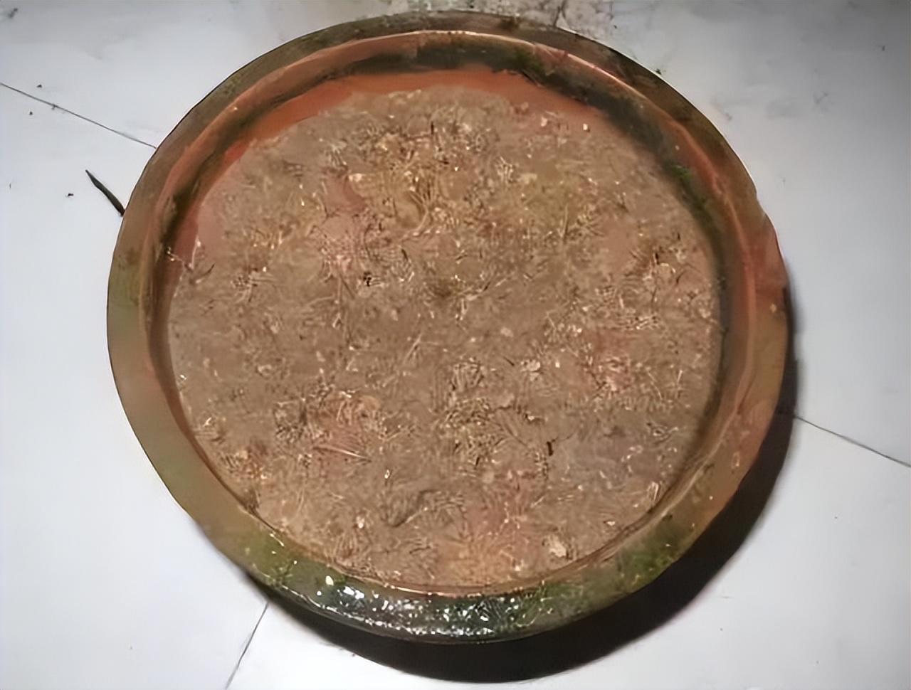 发财树怎么育苗（详解发财树的种植小技巧）