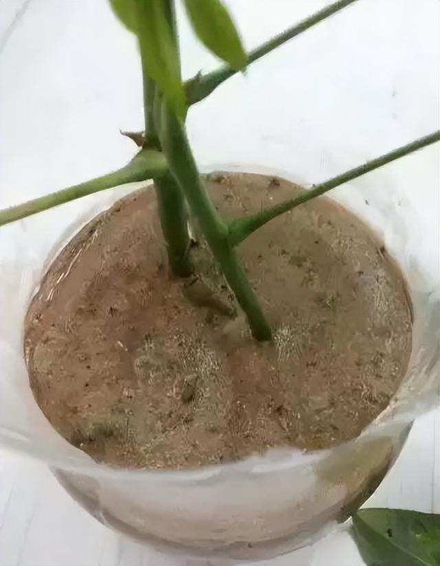 发财树怎么育苗（详解发财树的种植小技巧）