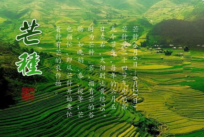 什么时候芒种芒种的意义是什么
