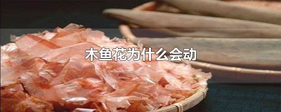 ​章鱼小丸子木头屑 章鱼小丸子上面的屑