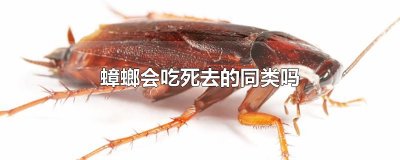 ​蟑螂会吃死去的同类吗