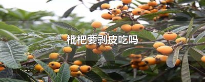 ​枇杷要剥皮吃吗