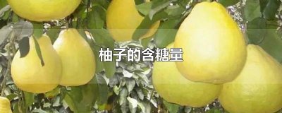 ​柚子的含糖量