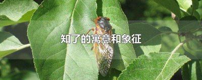 ​知了的寓意和象征
