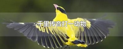 ​千里传音打一动物