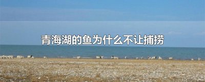 ​青海湖的鱼为什么不让捕捞
