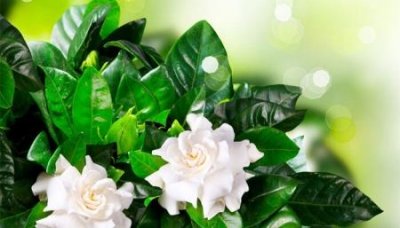 ​榴莲放冷藏拿出来有水气怎么回事？