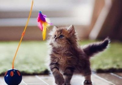 ​如何正确训练猫咪？新手看完，不用愁