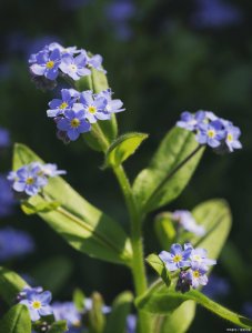 ​勿忘我花的花语是什么 勿忘我花语和寓意