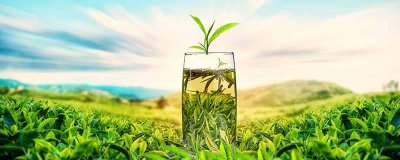 ​碧螺春的品级分类 碧螺春等级划分标准视频