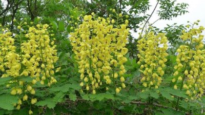 ​农村植物，云实树，长豆荚全身是毒？鸟儿都不敢靠近，老农却说不