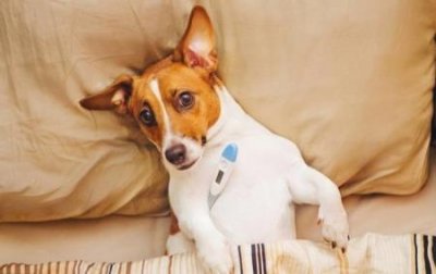 金狮狗大概多少钱一只