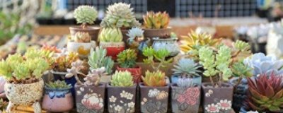 ​多肉可以用普通土养吗