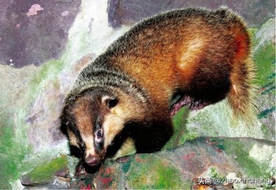 ​神奇物种——狗獾
