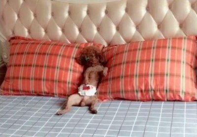 ​泰迪洗完澡后，立马拿小被子盖住肚皮，女孩走近一看瞬间笑喷！