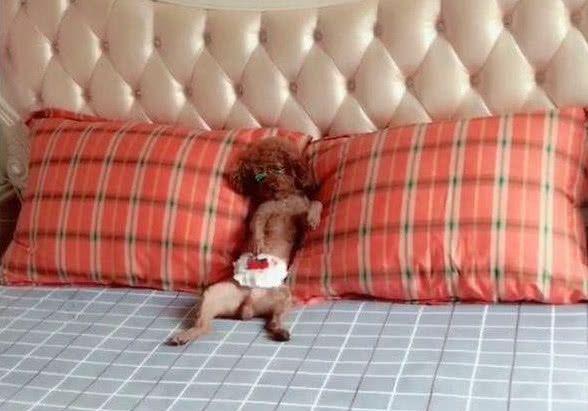 泰迪洗完澡后，立马拿小被子盖住肚皮，女孩走近一看瞬间笑喷！