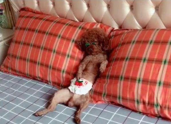 泰迪洗完澡后，立马拿小被子盖住肚皮，女孩走近一看瞬间笑喷！