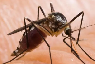 ​怎么能快速找到卧室里的蚊子？卧室杀蚊子最快的方法是什么？