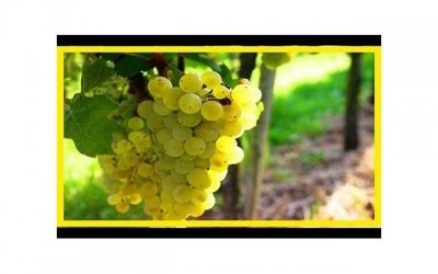 ​徐英子扮演者