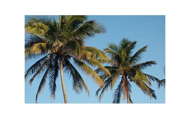 孕妇梦见苹果是什么意思