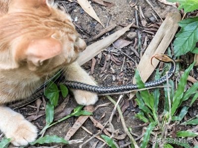 ​猫为什么不怕蛇
