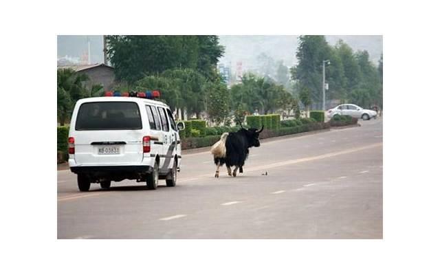 没人驾驭得了金牛女 几乎没人制得住金牛座