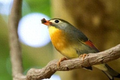 ​红嘴相思鸟的特征是什么？