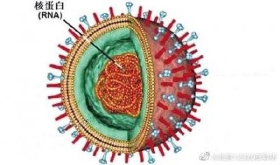 ​什么是流感病毒？