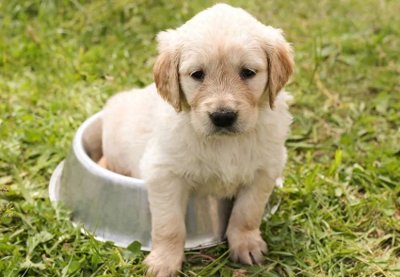 ​Dirty是脏，Dog是狗，那你知道Dirty dog是什么意思吗？